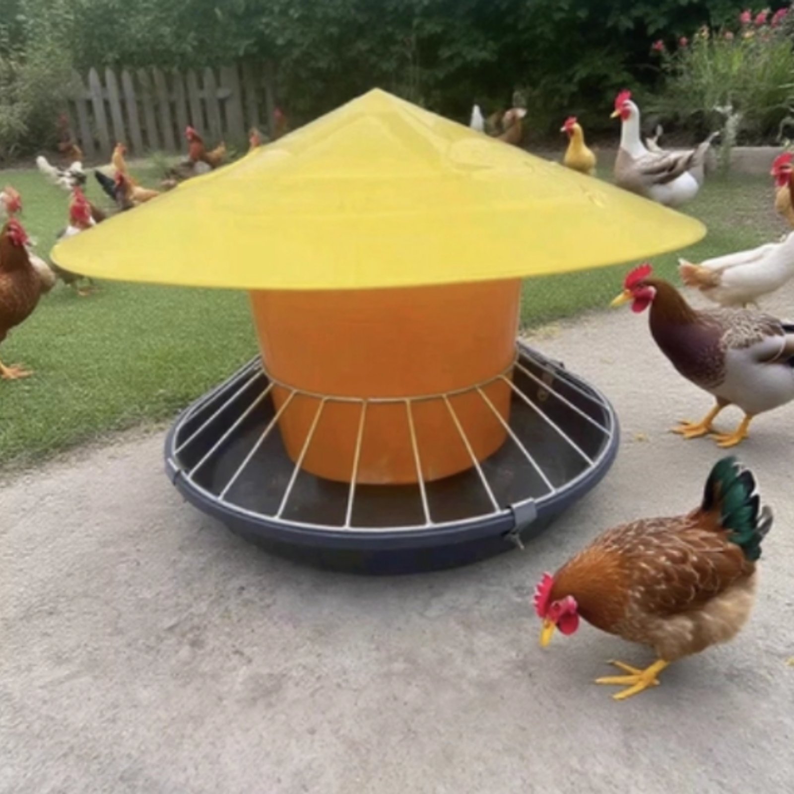เครื่องให้อาหารไก่แบบกลม ความจ - Feeding บทวิจารณ์และราคา